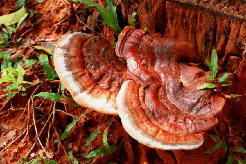 FSANZ regulations medicinal mushroomsMedicinal mushrooms food ban Australia
Prohibited medicinal mushrooms FSANZ
FSANZ food product restrictions mushrooms
FSANZ banned substances medicinal mushrooms
Medicinal mushrooms food safety FSANZ
FSANZ medicinal mushroom guidelines
Why medicinal mushrooms are banned FSANZ
FSANZ medicinal mushroom policy
Medicinal mushrooms not allowed in food FSANZ
Australia food regulations medicinal mushrooms
FSANZ food safety medicinal mushrooms
FSANZ list of banned mushrooms in food